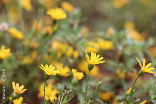 Yellow wildflowers in the town of Christopher Creek, Arizona. 