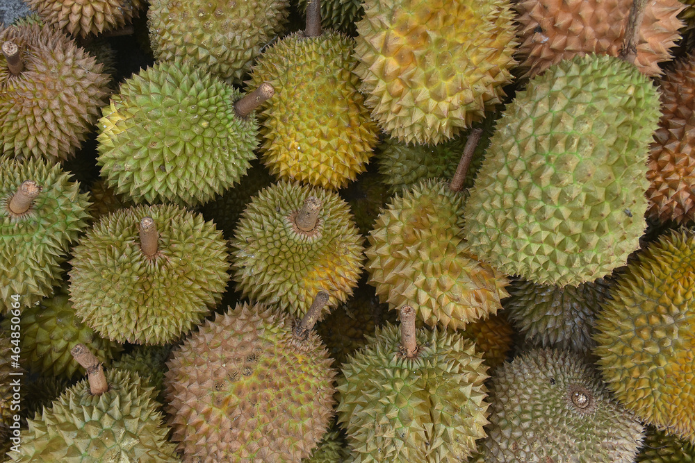 durian fruit sold by traders on the street. delicious durian fruit season durian fruit sold by traders on the street. delicious durian fruit season