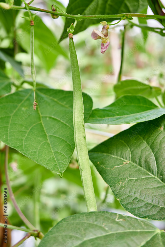 Green beans grow fresh in the plantation. waiting to be harvested Green beans grow fresh in the plantation. waiting to be harvested