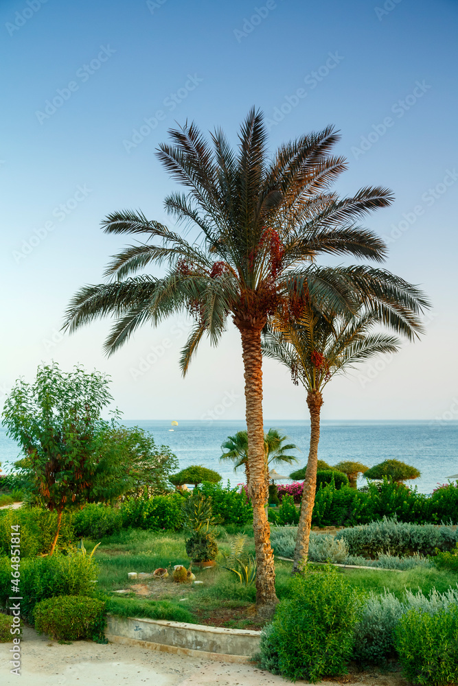 A landscape of date palms and green spaces against the blue sky and sea in the background.