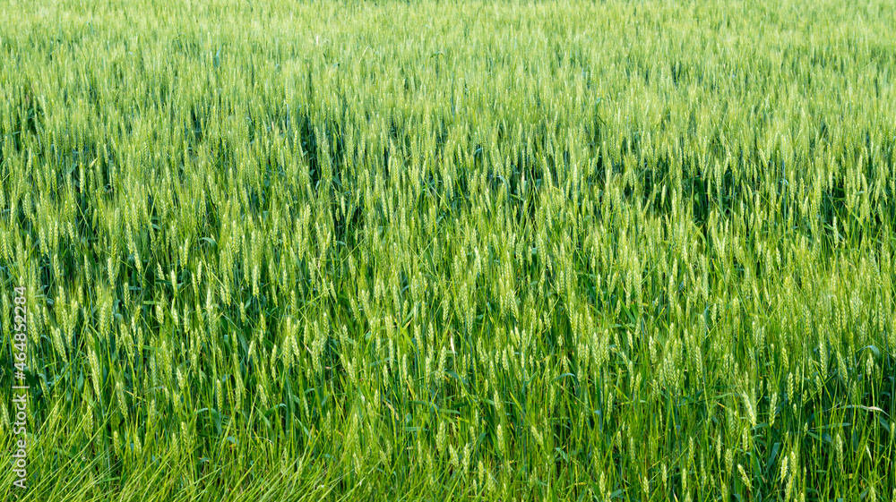 The field of young wheat. Background green grass