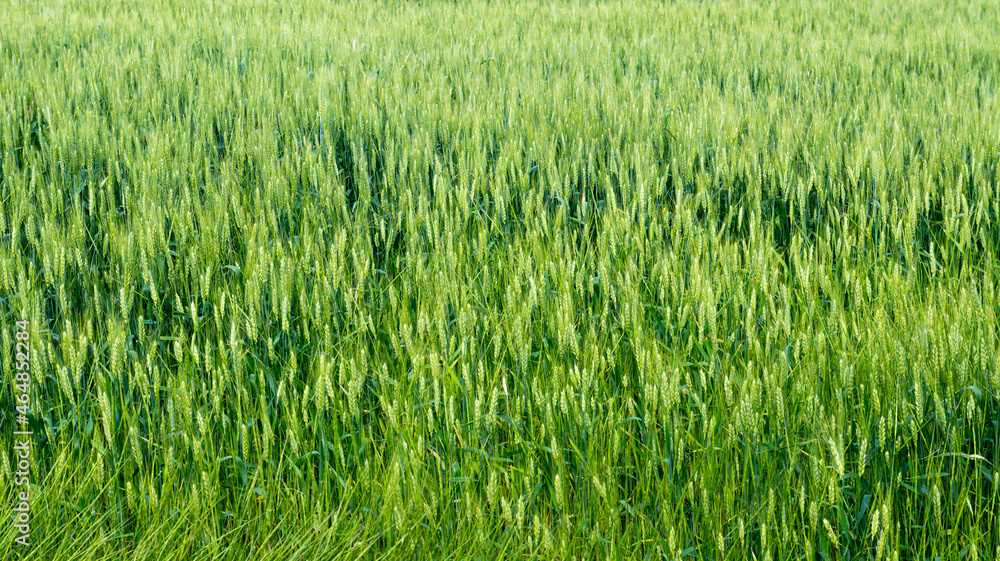 The field of young wheat. Background green grass The field of young wheat. Background green grass