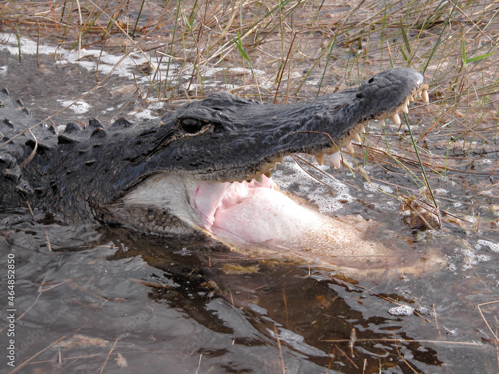 Obraz premium alligator