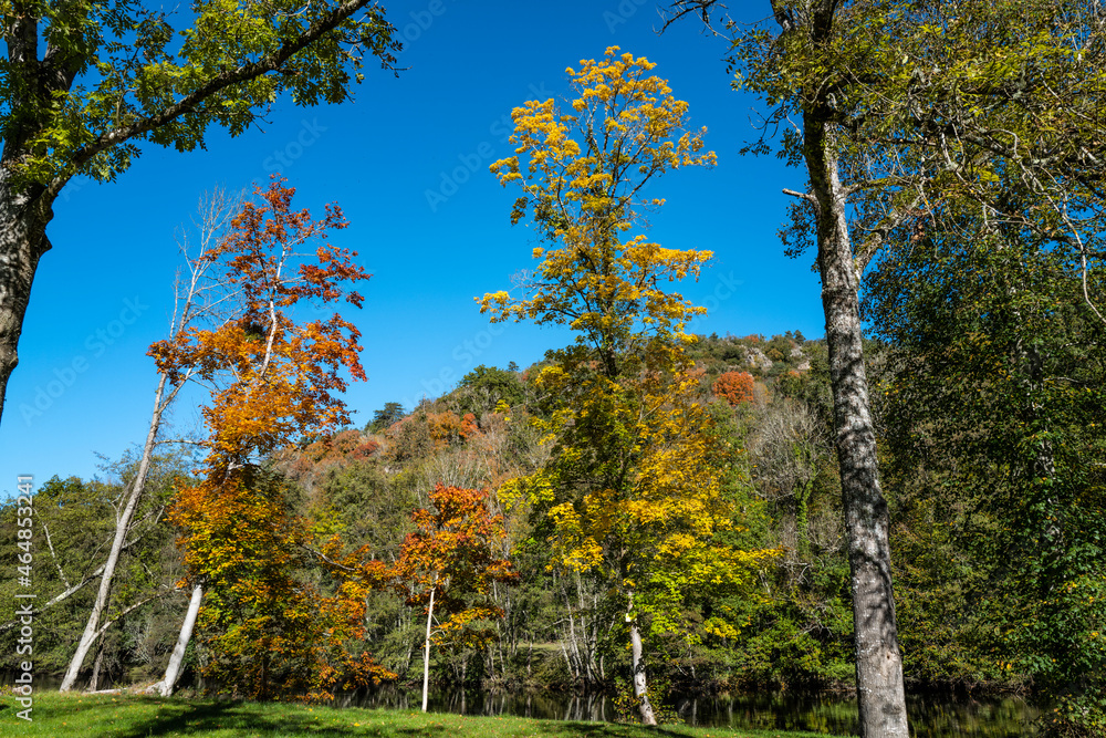 Fototapeta premium été indien, feuilles d'arbres aux couleurs d'automne