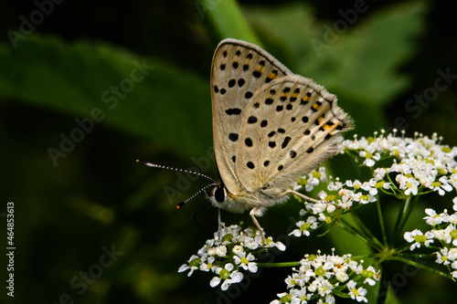 Plebejus argyrognomon (Reverdin's blue) macro photo, taken near Sofia, Bulgaria. photo