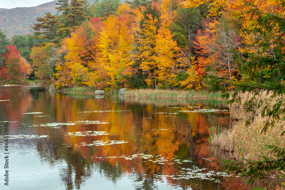 Fototapeta premium autumn trees reflected in water