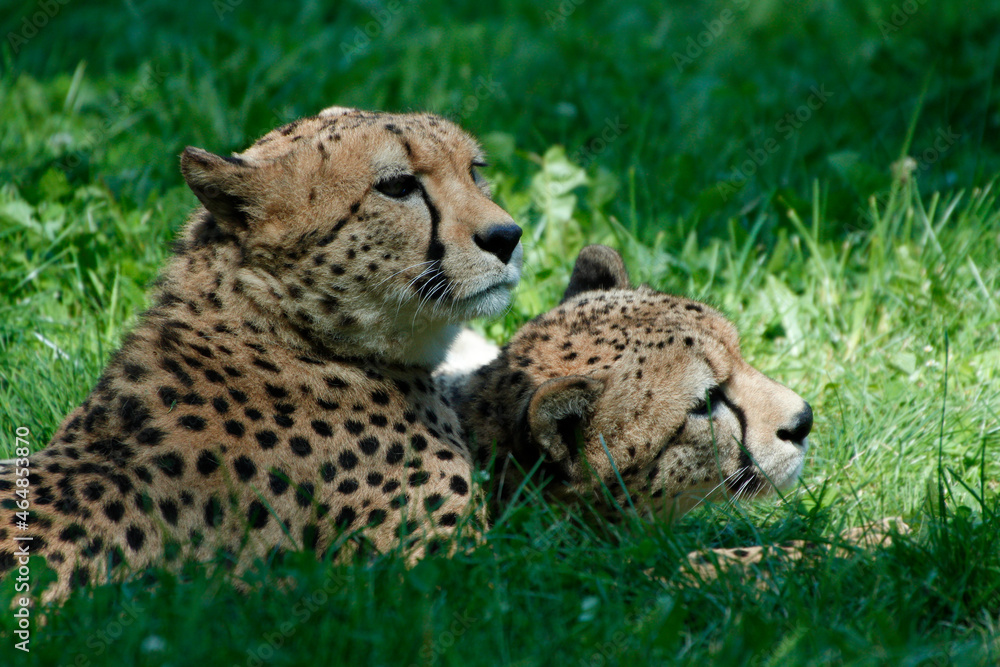 Gepard (Acinonyx jubatus) Paar liegt im Gras Gepard (Acinonyx jubatus) Paar liegt im Gras