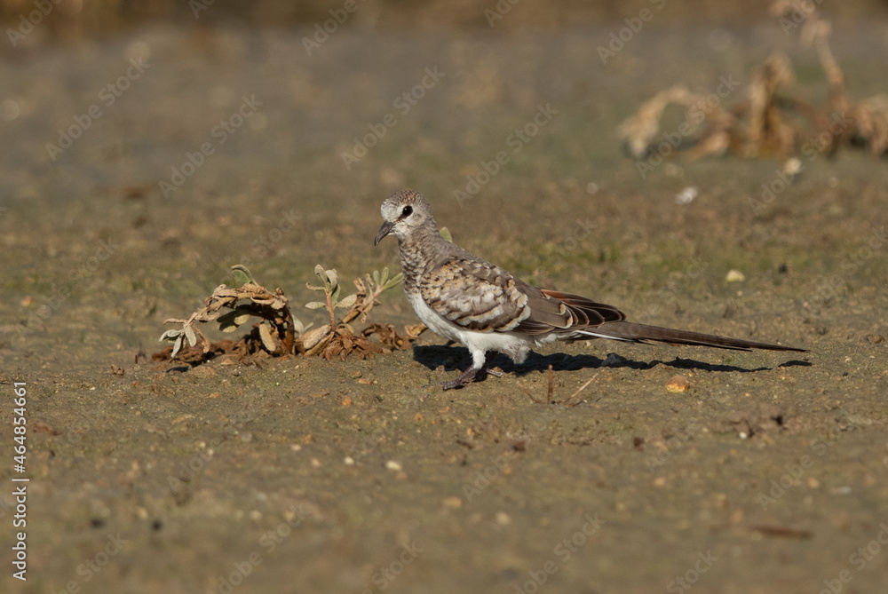 Juvenile Namaqua Dove perched on ground, Bahrain Juvenile Namaqua Dove perched on ground, Bahrain