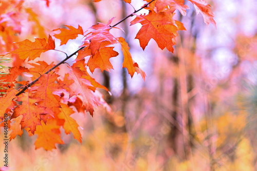 Colorful crimson foliage of Canadian maple on the background of a blurred autumn forest. Background