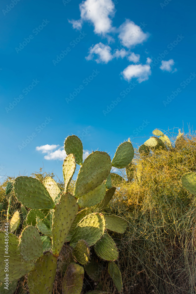 Cactus and cactus fruit (sabres, Opuntia ficus-indica, Nopales, Prickly Pear, Cactaceae) on blue sky background – one of the symbols of Israel Cactus and cactus fruit (sabres, Opuntia ficus-indica, Nopales, Prickly Pear, Cactaceae) on blue sky background – one of the symbols of Israel