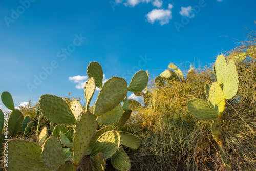 Cactus and cactus fruit (sabres, Opuntia ficus-indica, Nopales, Prickly Pear, Cactaceae) on blue sky background – one of the symbols of Israel photo
