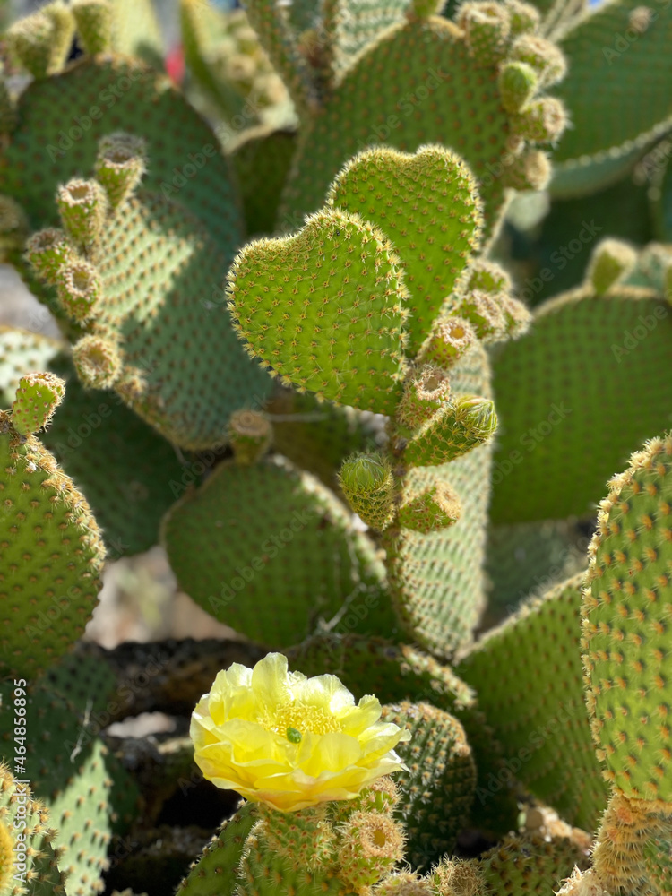 cactus cactus