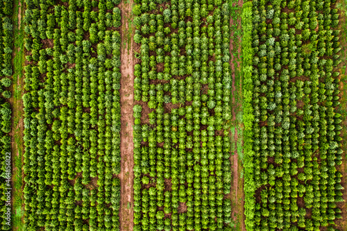 Top view of afforestation of the area. Tree population restoration.