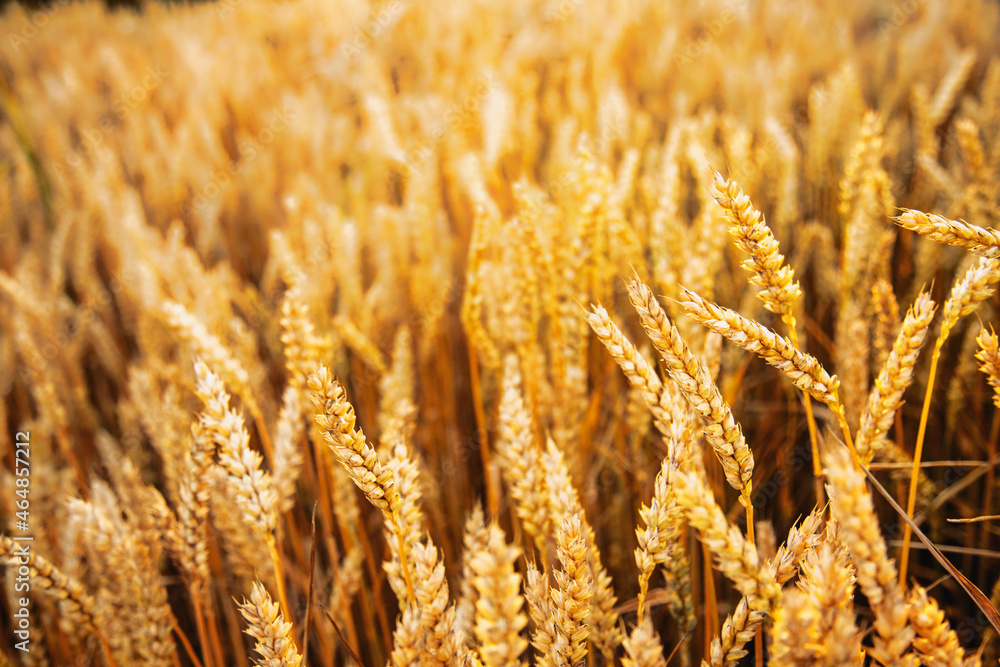 Fototapeta premium Wide wheat field closeup on a cereal plants. Authentic farm series.