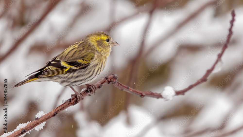 A female Siskin small bird on a branch in snowy weather A female Siskin small bird on a branch in snowy weather