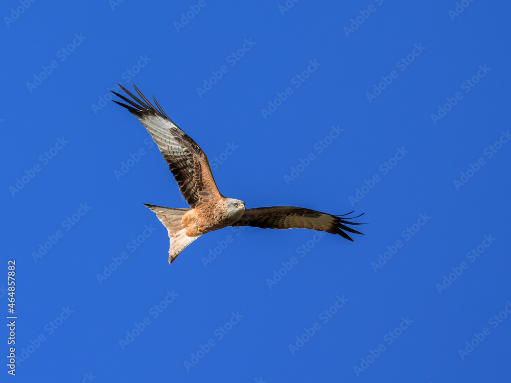 Fototapeta premium Red kite (Milvus milvus). Bird in flight.