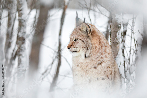 Close portrait of beautiful lynx cat in the winter snow