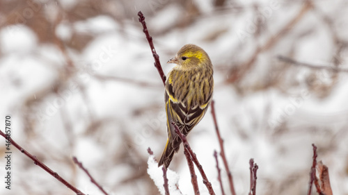A female Siskin small bird on a branch in snowy weather