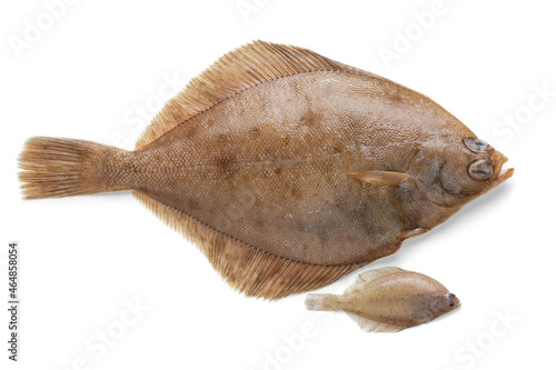 Fresh whole raw common dab fish and baby fish isolated on white background 