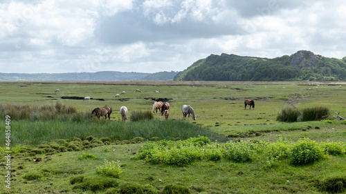 View of wild ponies on the marsh at Llanrhidian, The Gower, Wales, UK © fotogenix