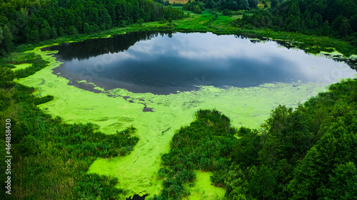 Aerial view of lake and green forest in summer.