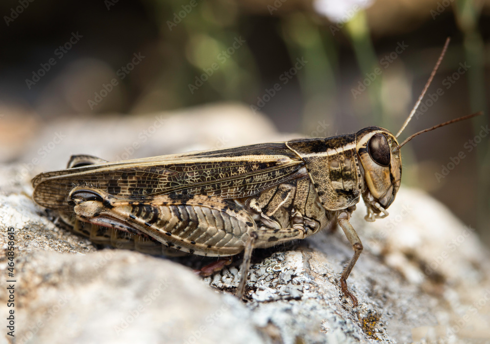 A grashopper macro photo taken near the River Erma, in Bulgaria. A grashopper macro photo taken near the River Erma, in Bulgaria.