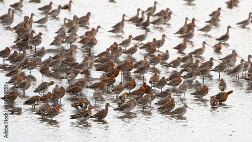 Flock of wading birds, Black tailed Godwit.