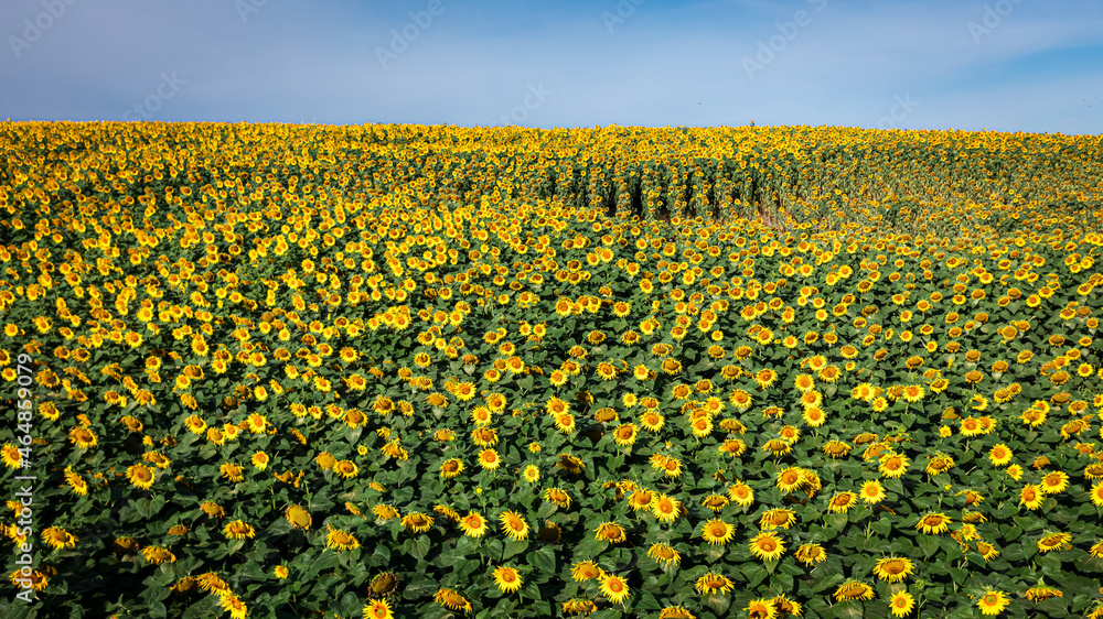 Obraz premium Flying above of sunflower field in late summer