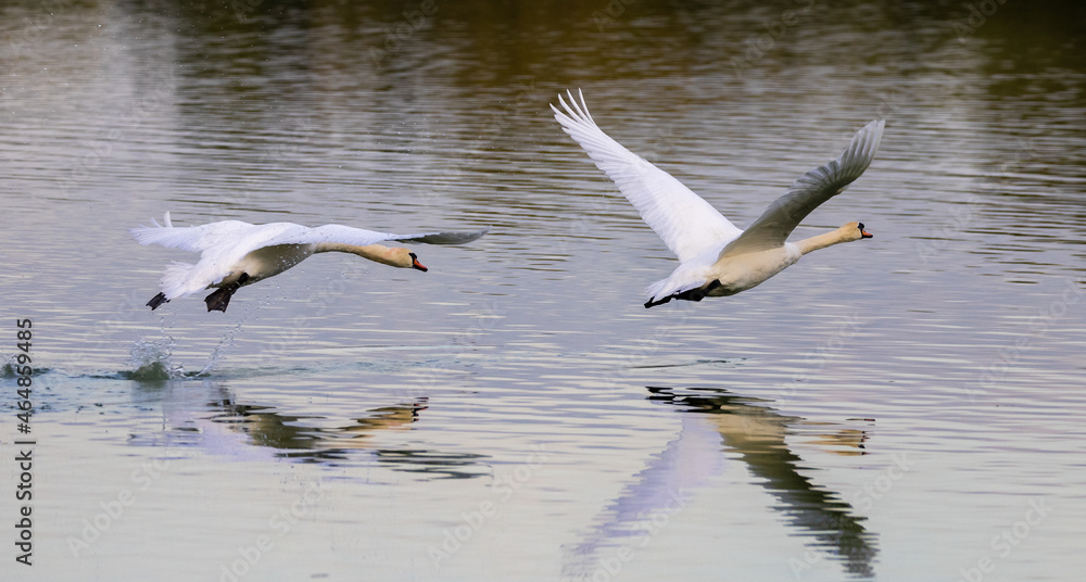 A pair of mute swans in flight A pair of mute swans in flight