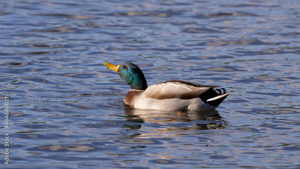 Fototapeta premium Male mallard duck