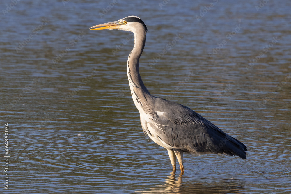 Grey heron portrait Grey heron portrait