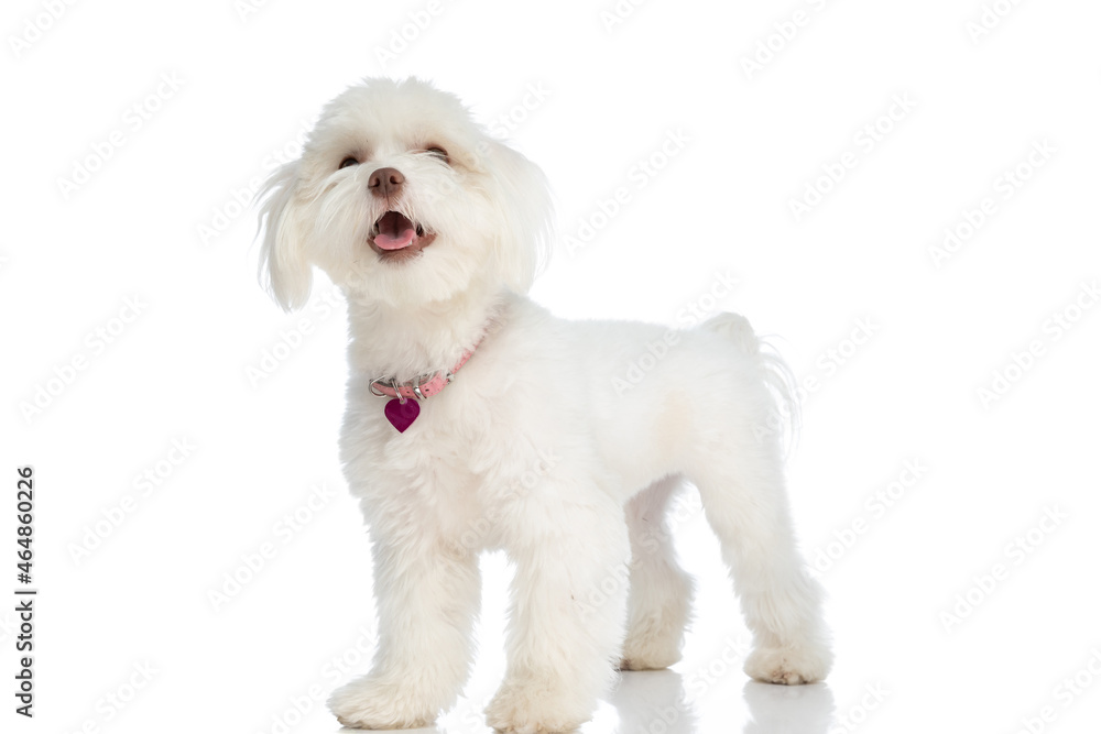 lovely little bichon dog sticking out tongue and looking up