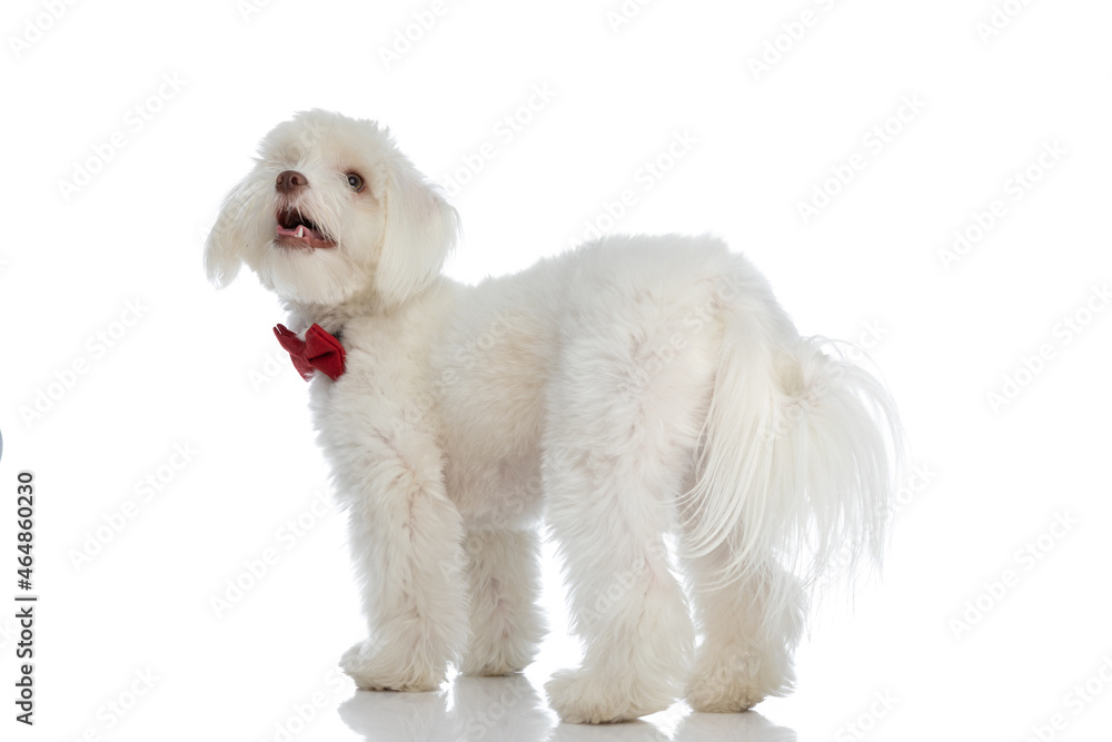 back view of adorable bichon puppy wearing red bowtie and looking up