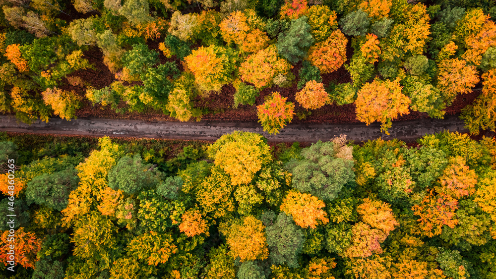Colorful autumn in the forest. Aerial view of wildlife.