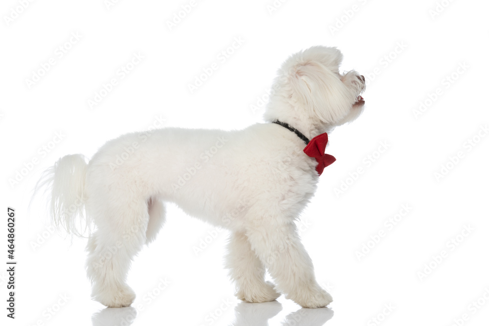 Obraz premium side view of lovely small bichon dog wearing bowtie and looking to side
