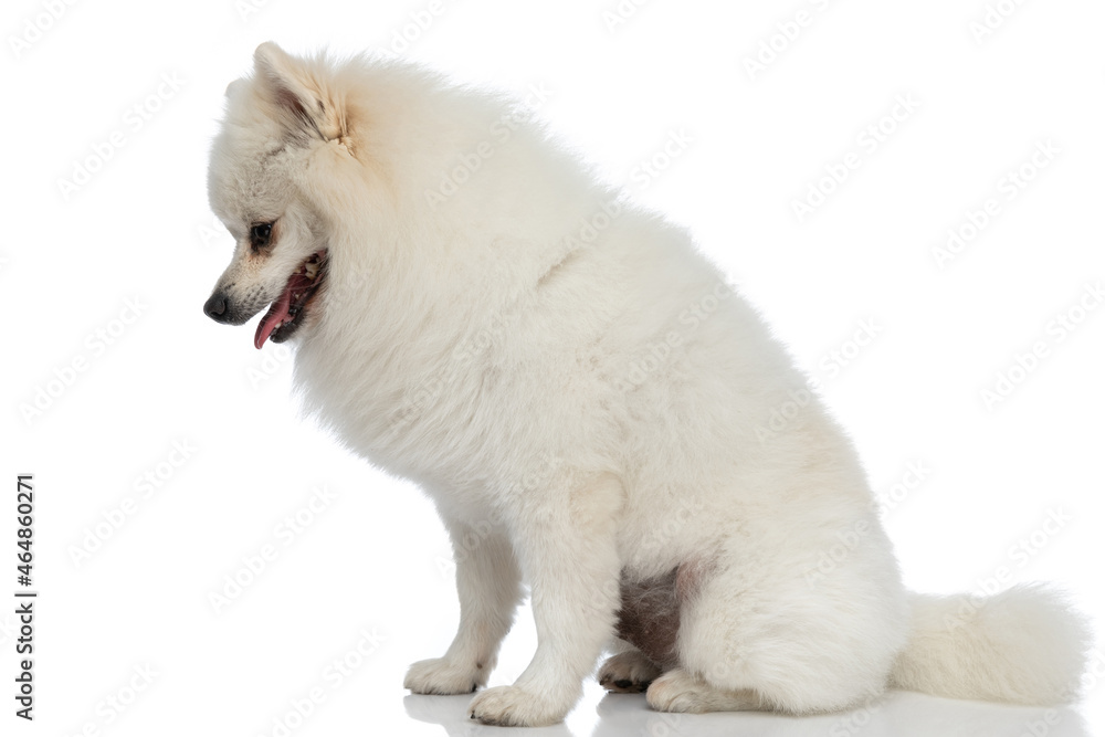 little pomeranian dog looking down, panting and sitting