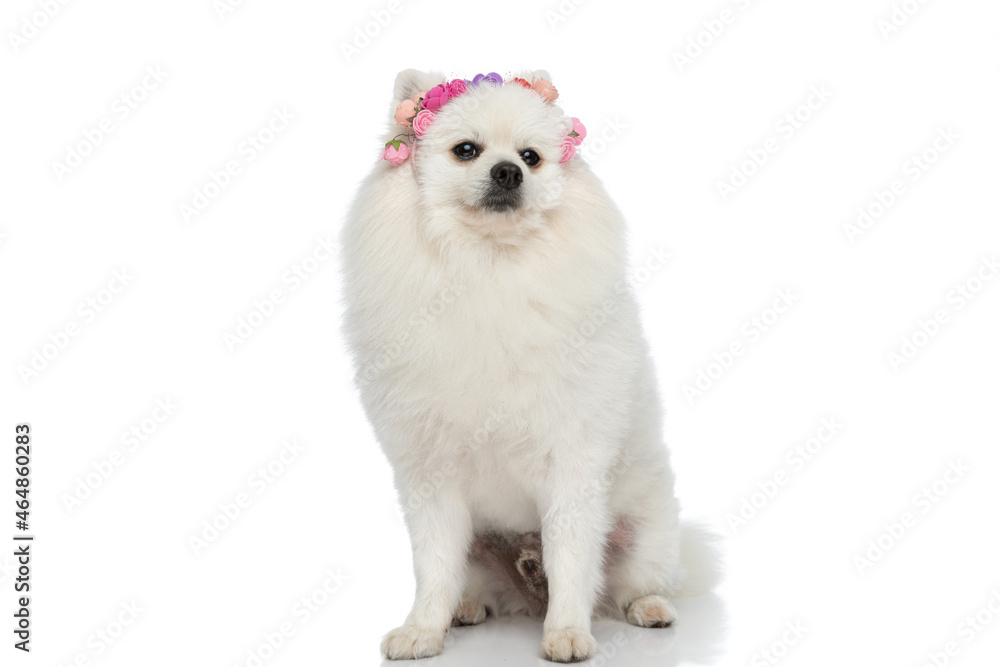 pomeranian dog wearing a headband of flowers