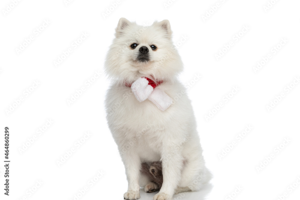 small pomeranian dog posing with his christmas scarf