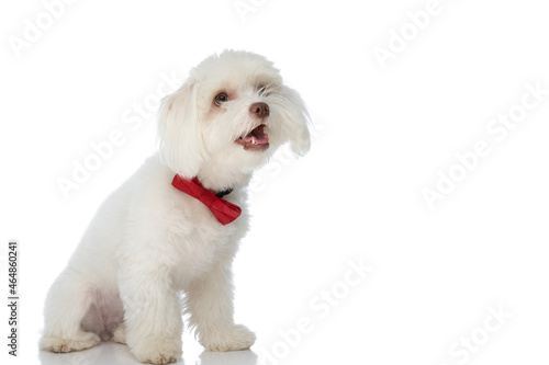 happy little bichon dog wearing bowtie, panting and looking up