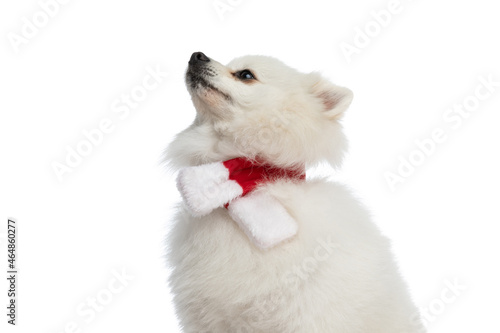 pomeranian dog looking up and wearing a christmas scarf
