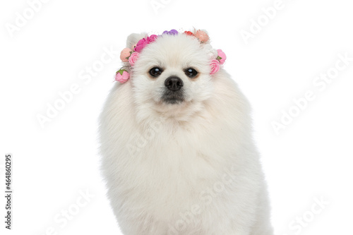 pomeranian dog wearing a headband of flowers © Viorel Sima