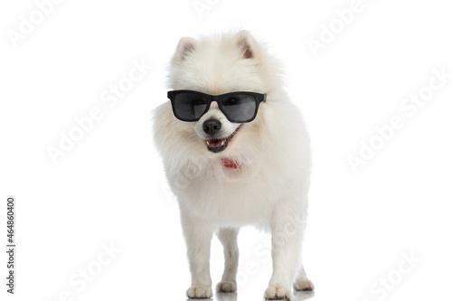 cool pomeranian dog posing with attitude, wearing sunglasses