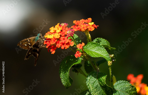 Urbanus proteus es una mariposa de la familia Hesperiidae, subfamilia Eudaminae. Es una mariposa vistosa, con alas de color castaño claro con iridiscencias azules y con dos largas colas en las alas po photo