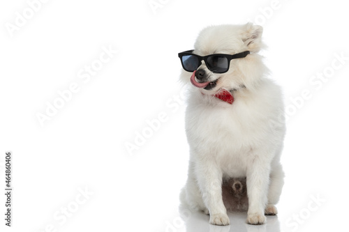 cool pomeranian dog flirting with style, wearing sunglasses