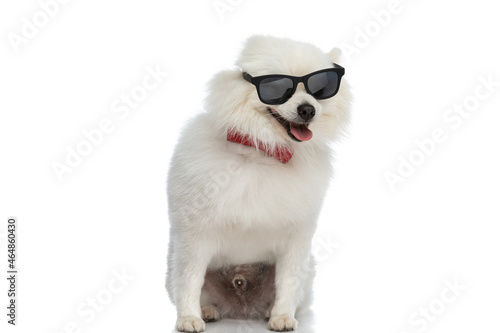adorable little pomeranian dog with style is wearing sunglasses