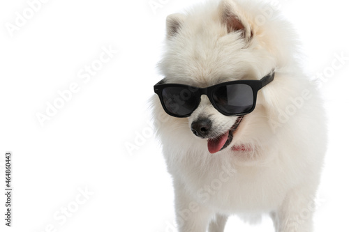 cool pomeranian dog wearing sunglasses and bandana
