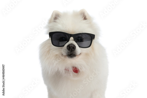 cute pomeranian dog wearing sunglasses and a red bowtie