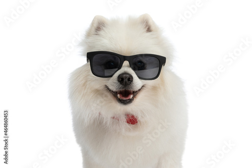 happy pomeranian dog wearing sunglasses and a red bandana