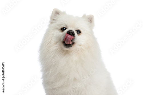 adorable little pomeranian dog licking his nose © Viorel Sima