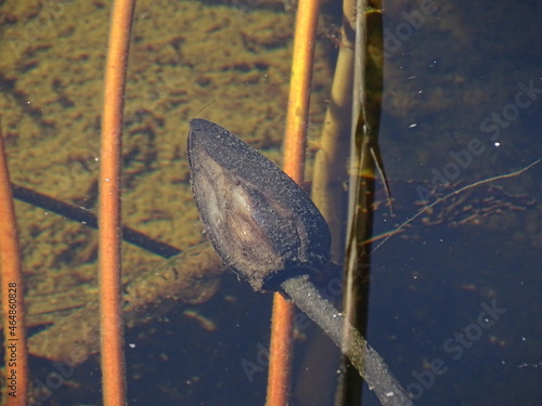 Herbsliche Natur genießen photo